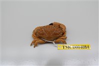 藏品(肉球皺蟹)的圖片